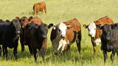 cattle-farming cattle-farming