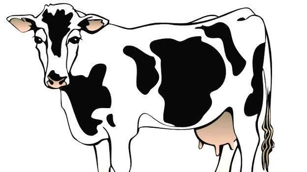 cow