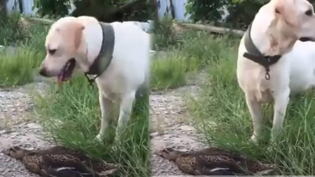 dog-duck dog-duck