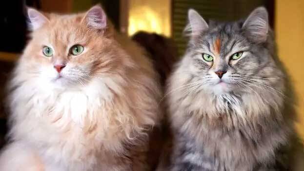 russian-cats russian-cats