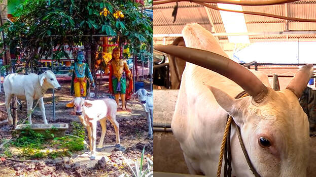 thanchavoor-krishna thanchavoor-krishna