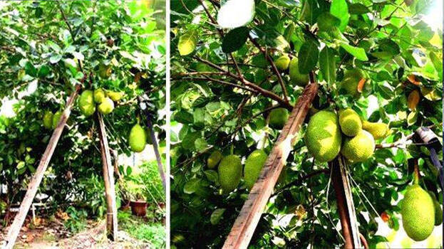 jack-fruit jack-fruit