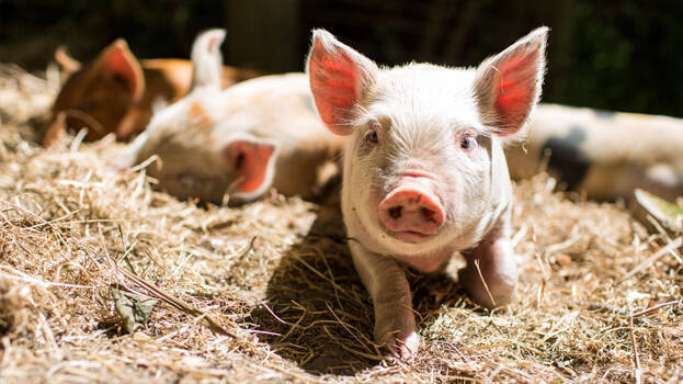 pig-translator pig-translator