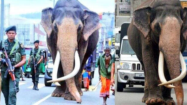 nadungamuwa-raja nadungamuwa-raja