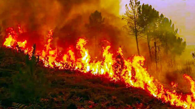 forest-fire forest-fire