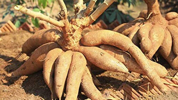 agriculture agriculture