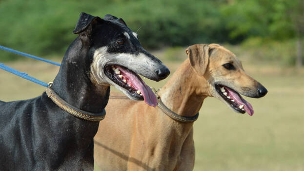 kanni-dog- kanni-dog-