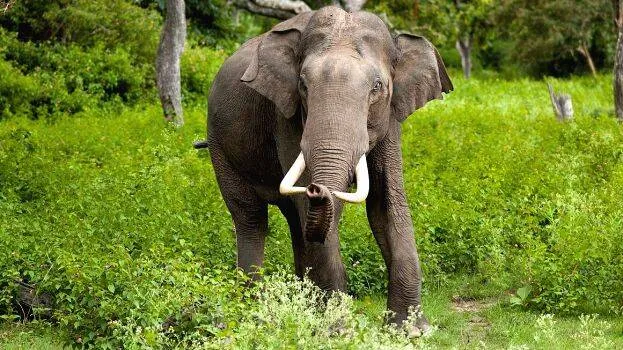 elephant