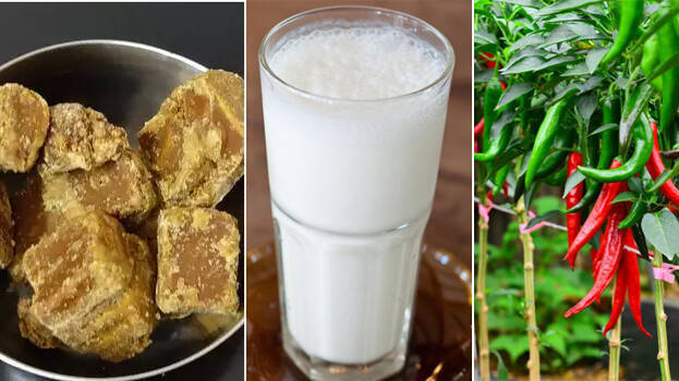 agriculture agriculture