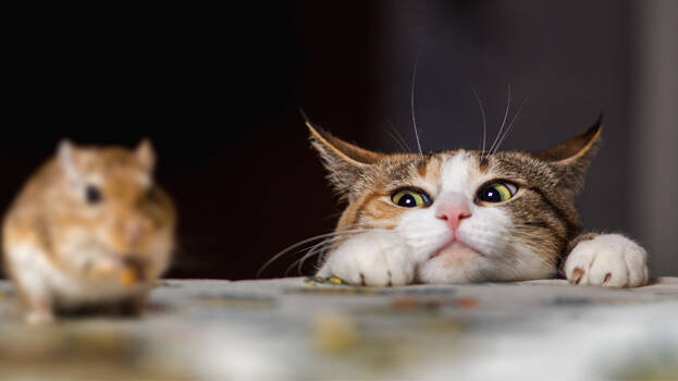 cat-and-mouse cat-and-mouse