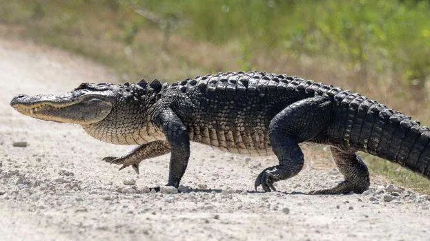 alligator