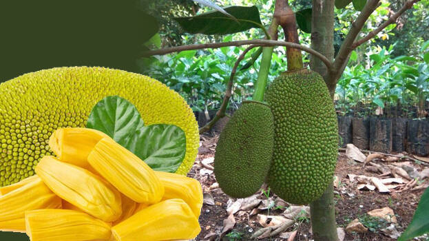 vietnam-early-jackfruit vietnam-early-jackfruit