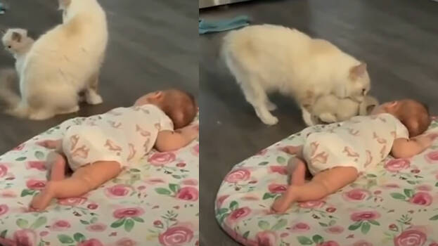 cat-and-kid cat-and-kid