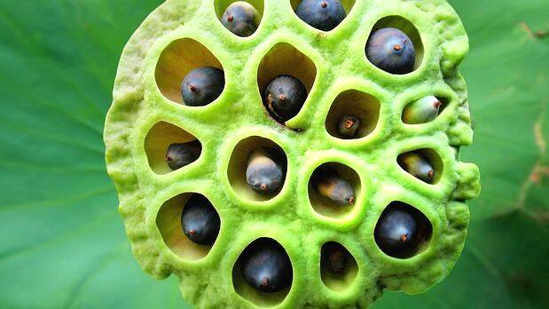 lotus-seed lotus-seed