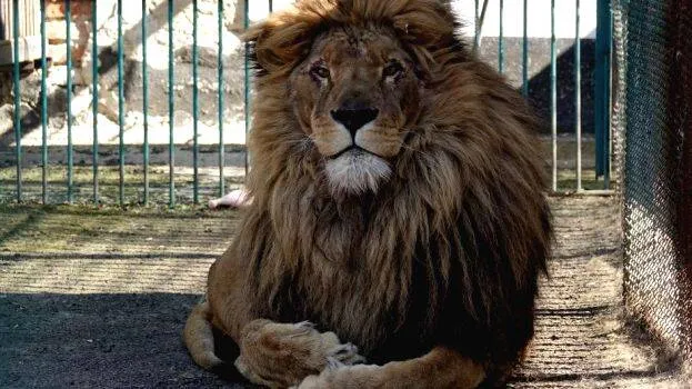 lion