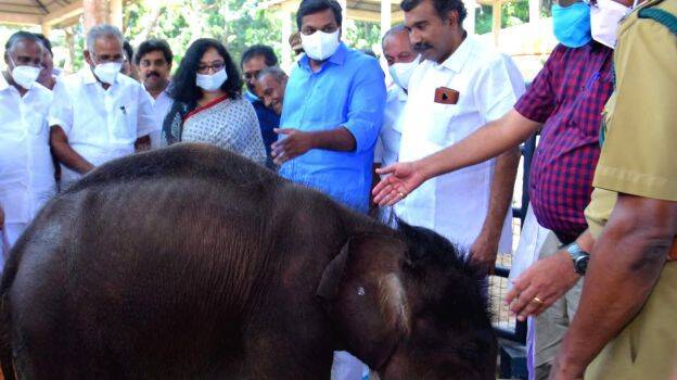 baby-elephent- baby-elephent-