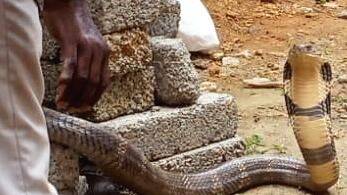 king-cobra king-cobra