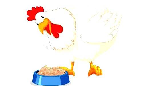 poultry-food