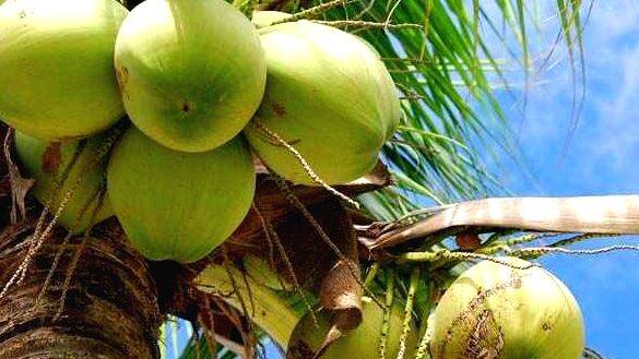 coconut coconut