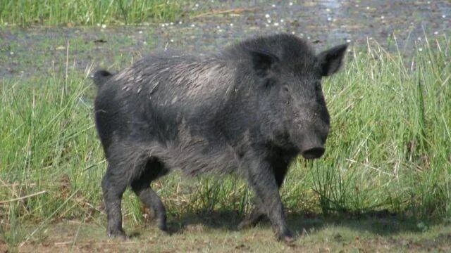 pig