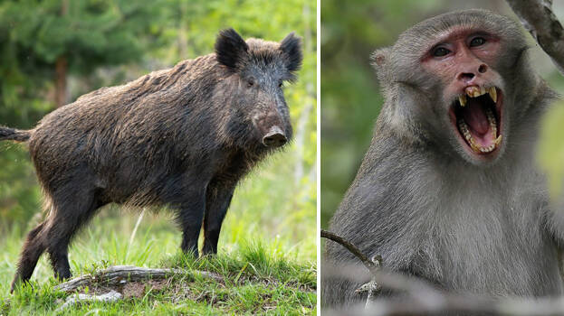 wild-boar wild-boar