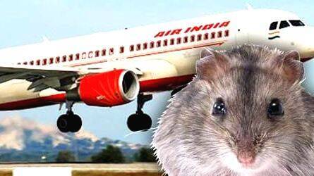 rat-in-a-flight