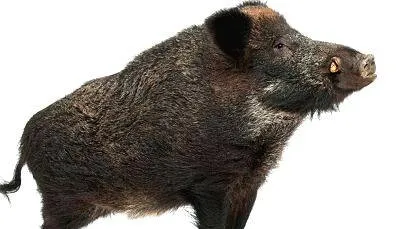 boar