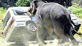 plantation plantation