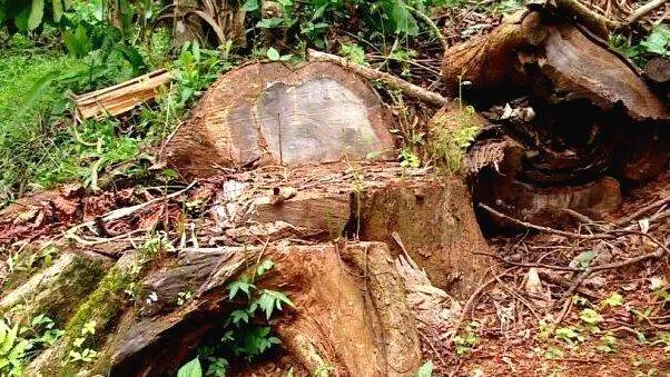muttiltree-feelling-case