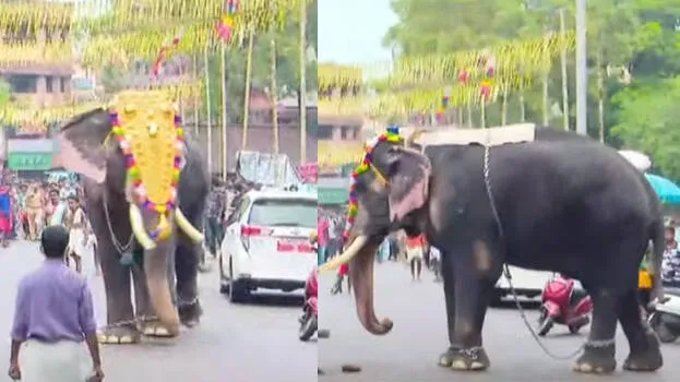 elephant