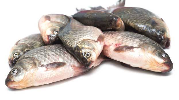 rotten-fish rotten-fish