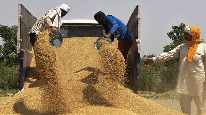 wheat-india