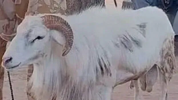 goat