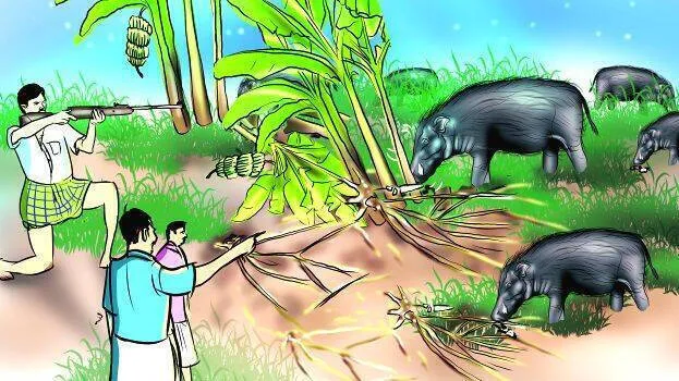 wild-boar