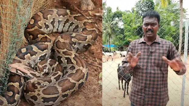 snake-master