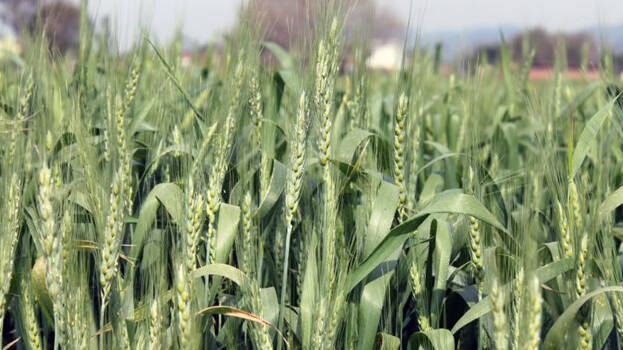 wheat-help-india-to-lead-