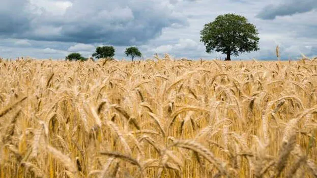 wheat-help-india-to-lead-