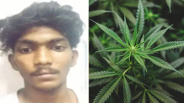 ganja