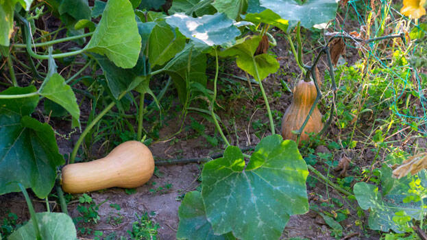 butter-nut butter-nut