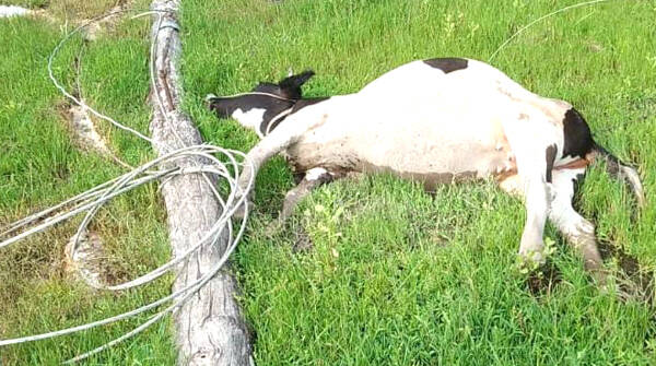 cow-electrical-shock- cow-electrical-shock-