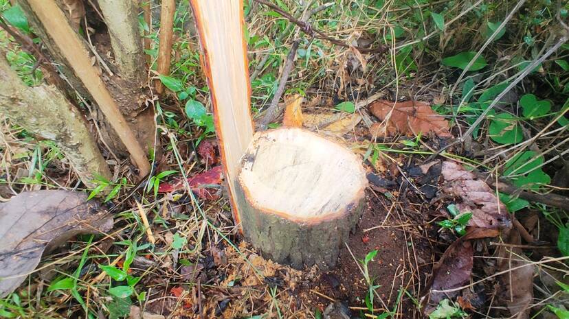 sandal-theft sandal-theft