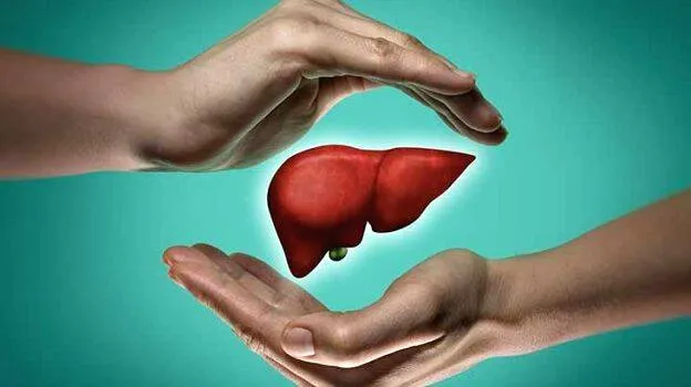 liver