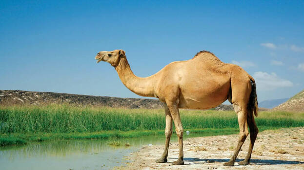 camel camel