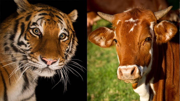 tiger-cow tiger-cow