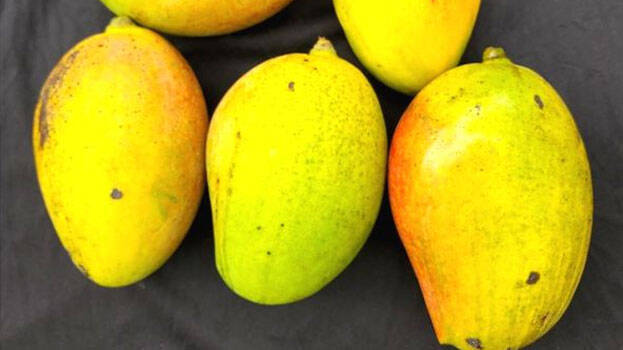 mango mango