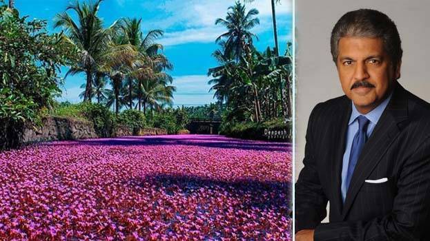 anand-mahindra anand-mahindra