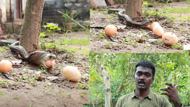 snake-master snake-master