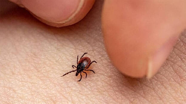 scrub-typhus scrub-typhus