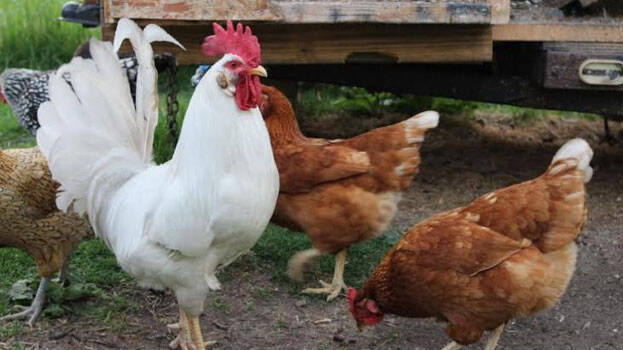 country-chicken country-chicken