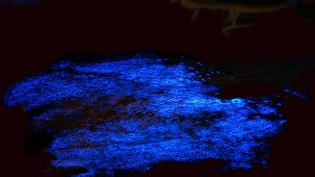 kumbalangi kumbalangi